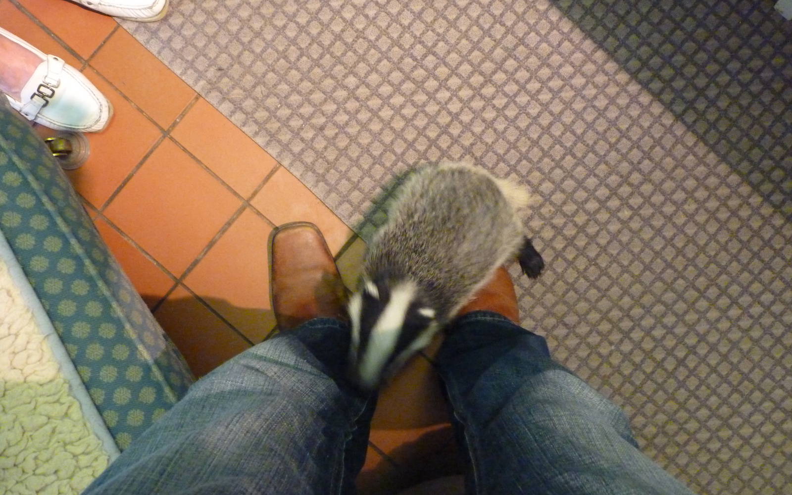 Badger on my Boots