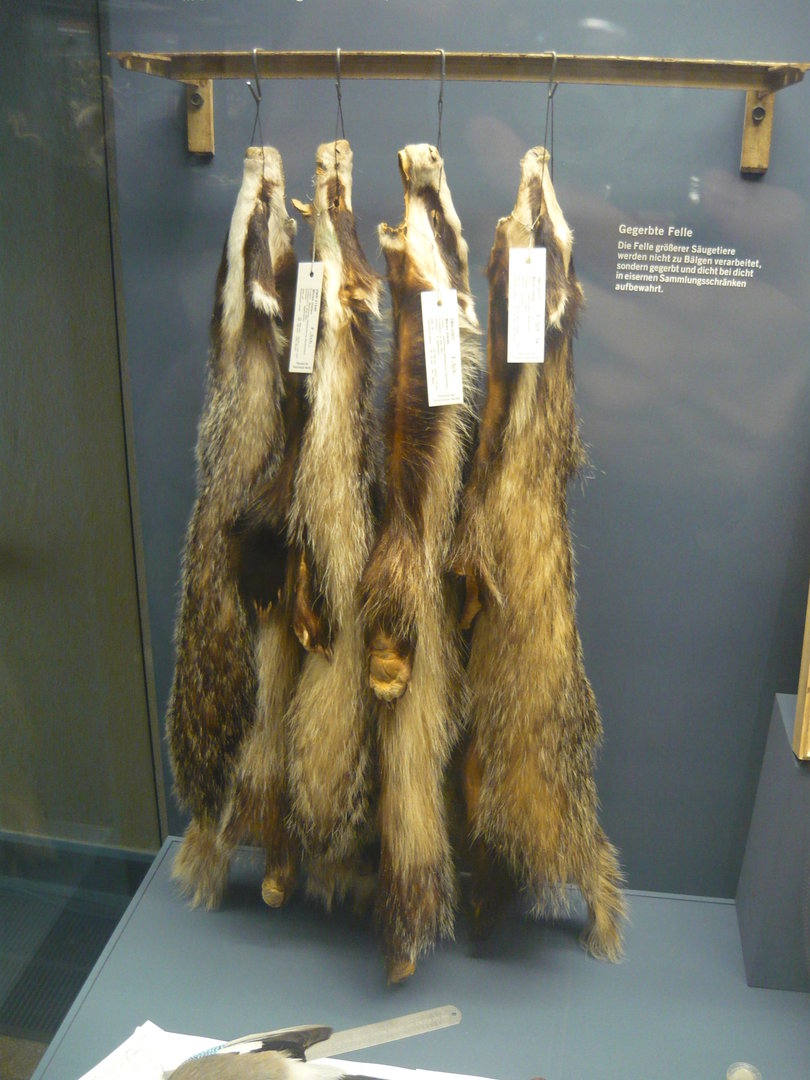 Badger pelts