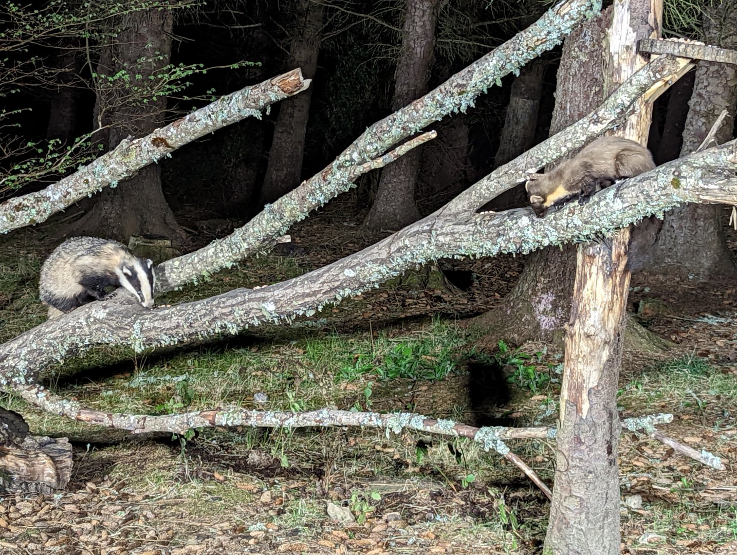 Badger & pine Marten