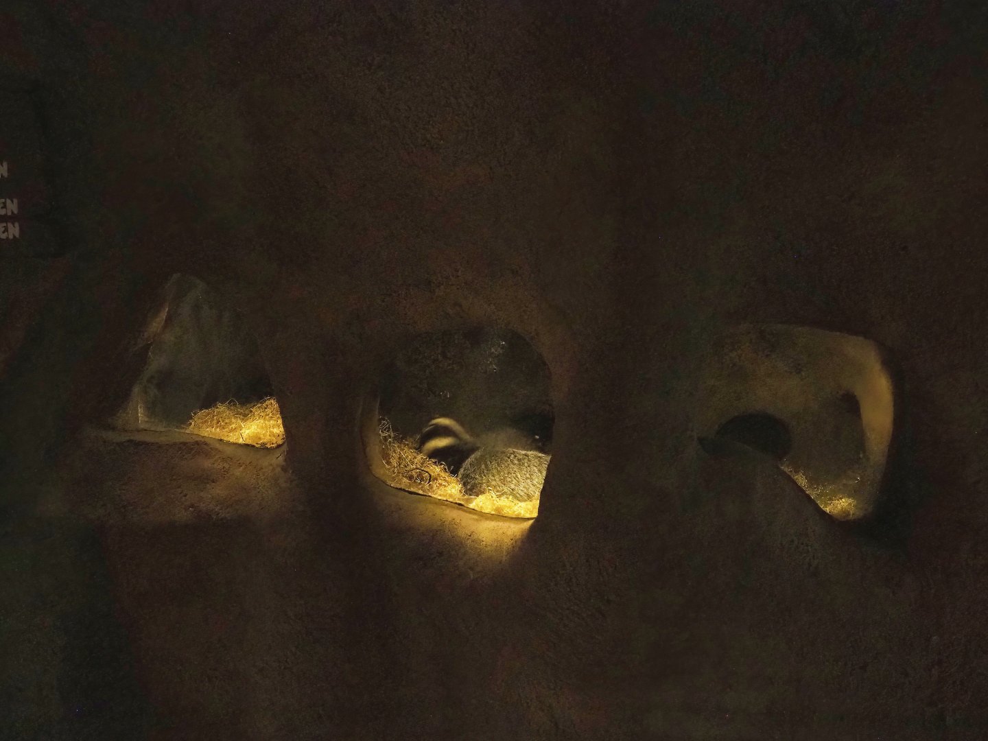 Badger sett, 2023-09-24