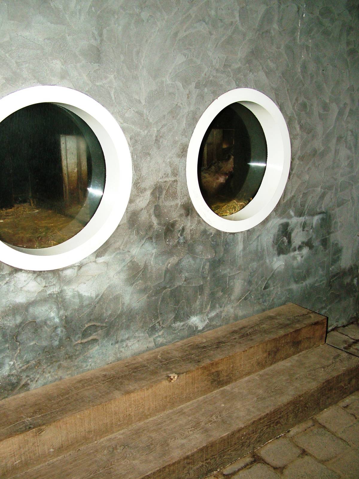 Badger Sett Viewing Dierenrijk, 31/05/12