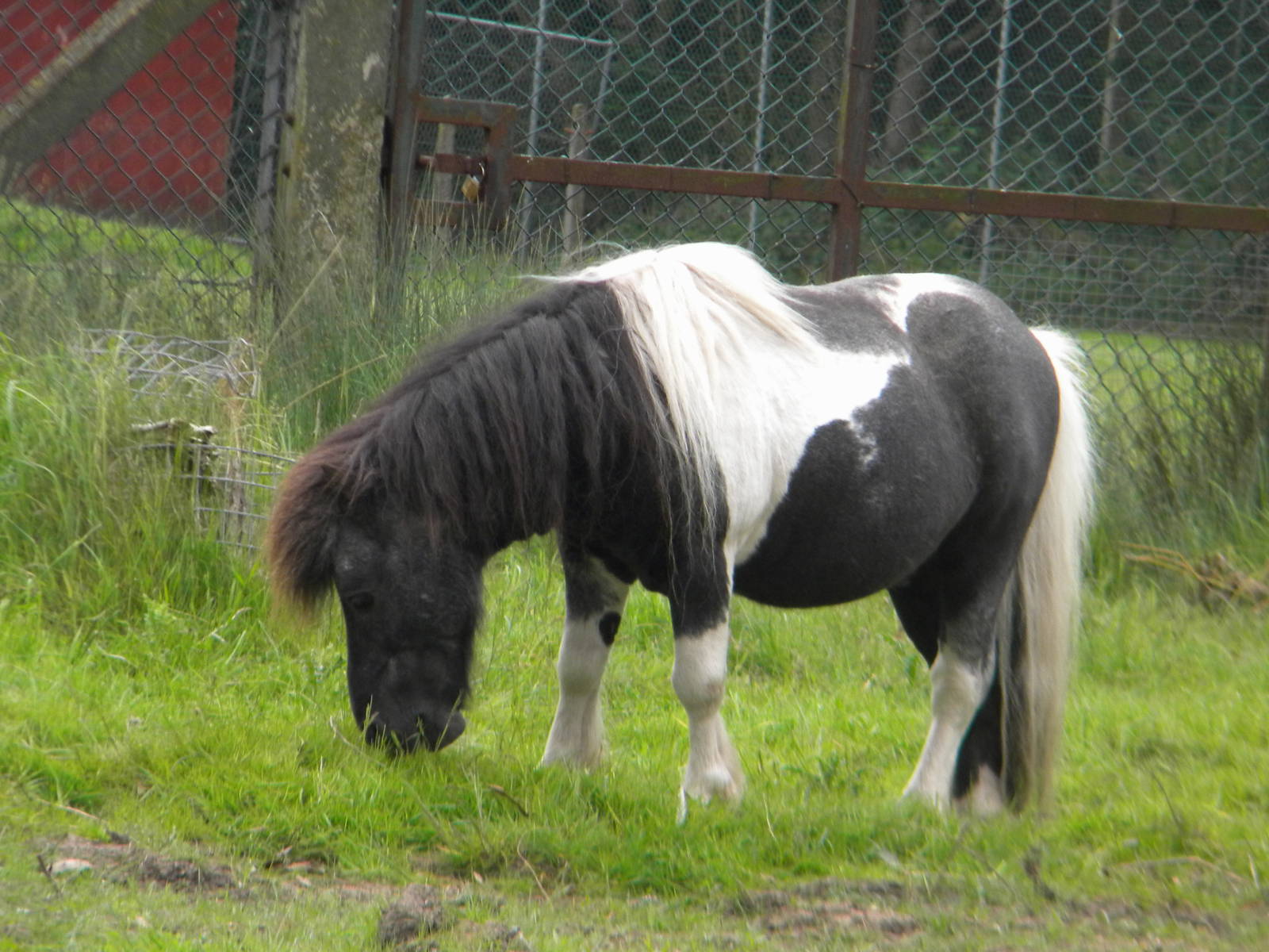 Badger the Shetland Pony at Blackpool Zoo 28511