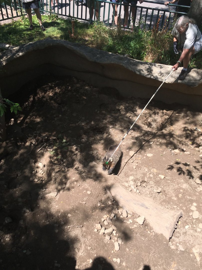 Badger Training in Old Exhibit