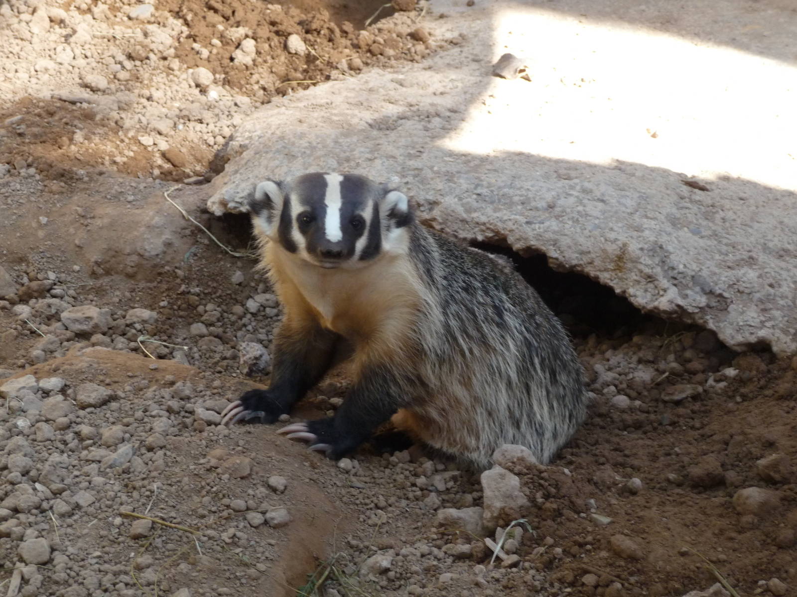 badger zoo leon