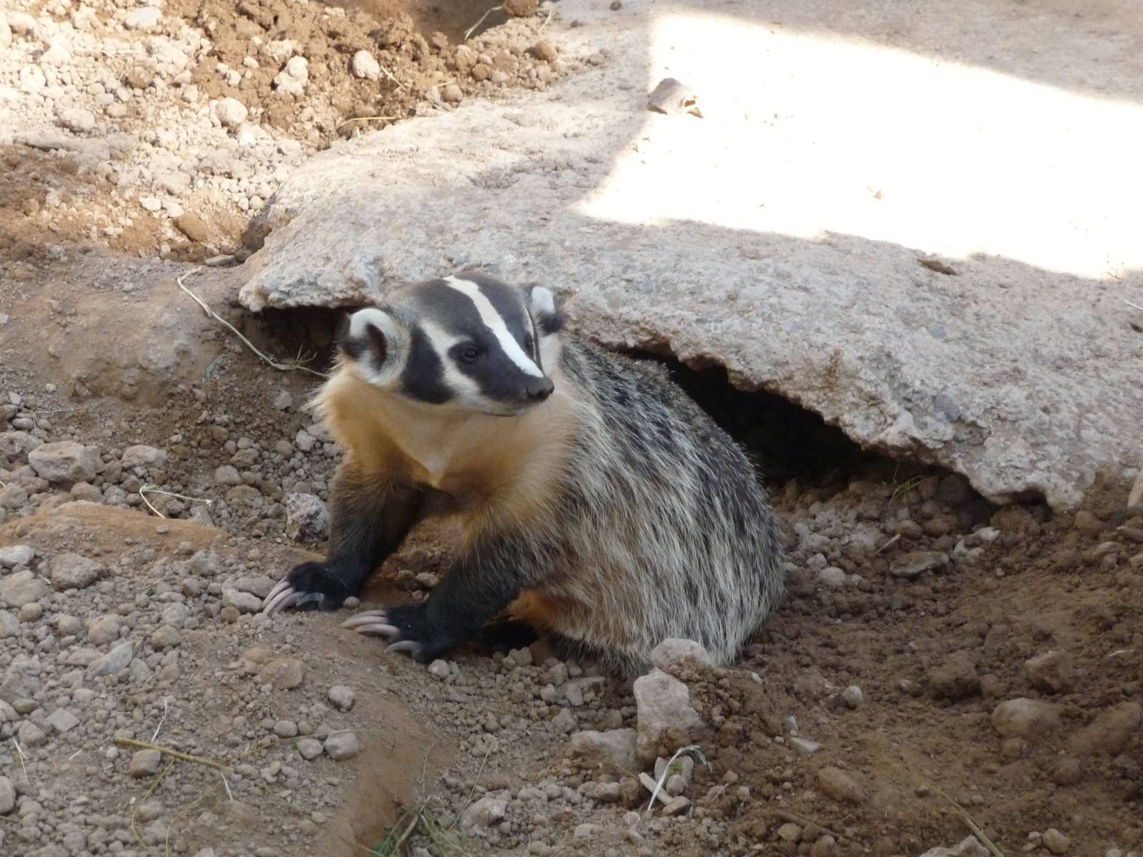 badger zoo leon
