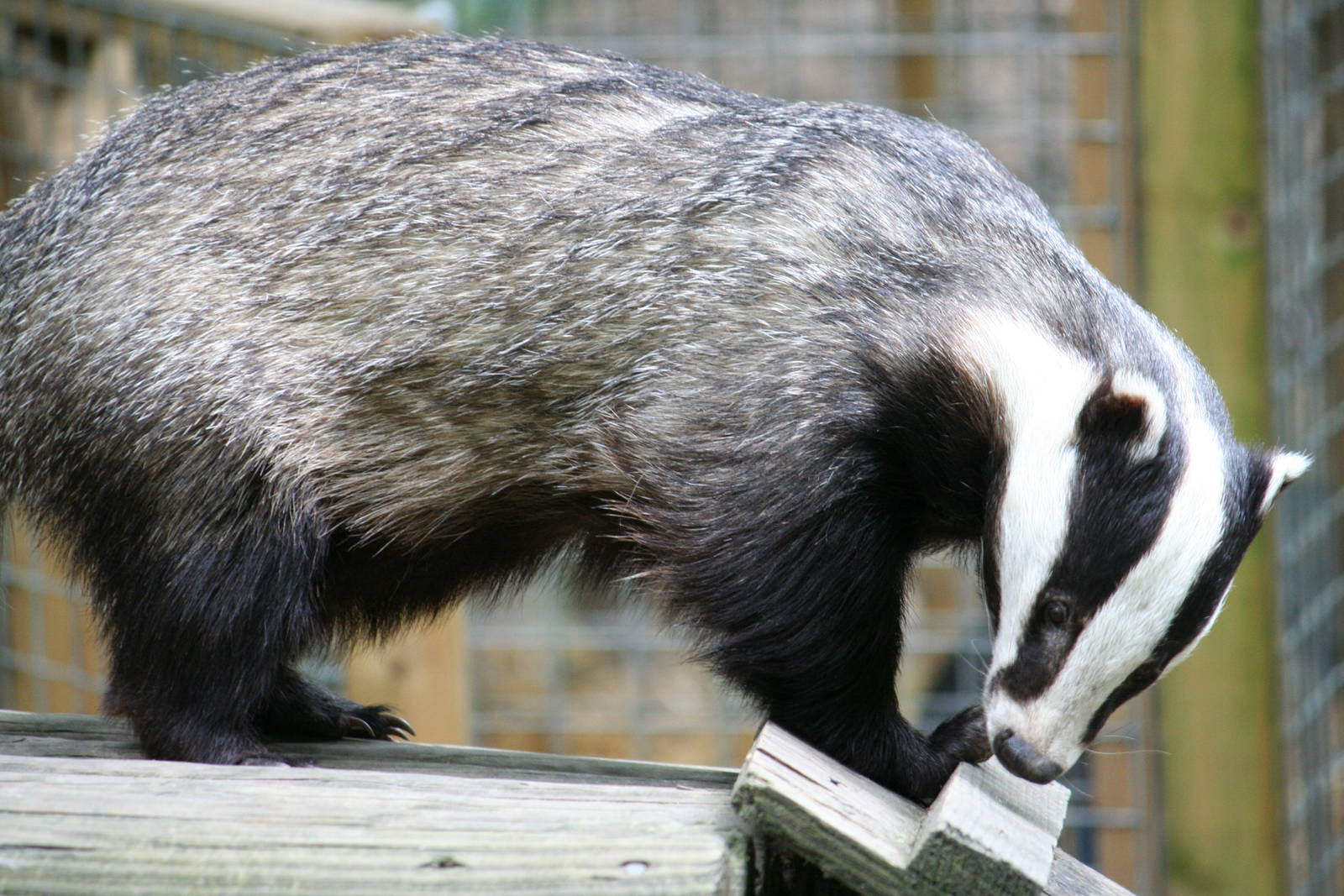 Badger
