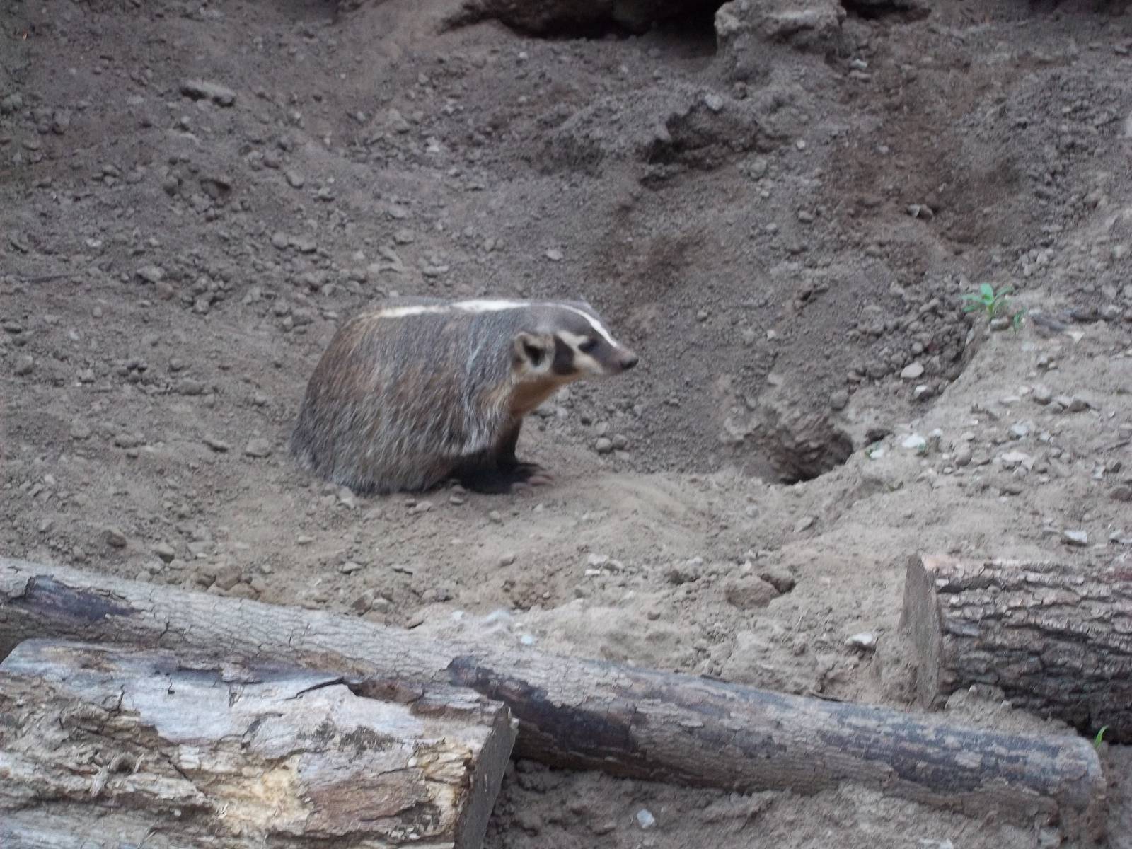 Badger