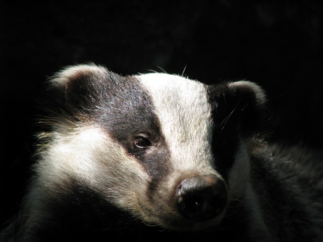 Badger