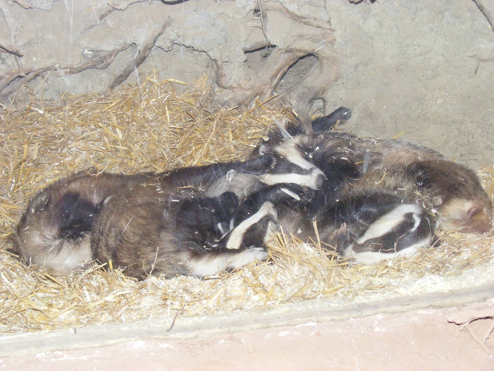 Badgers at British Wildlife Centre, 29 May 2010