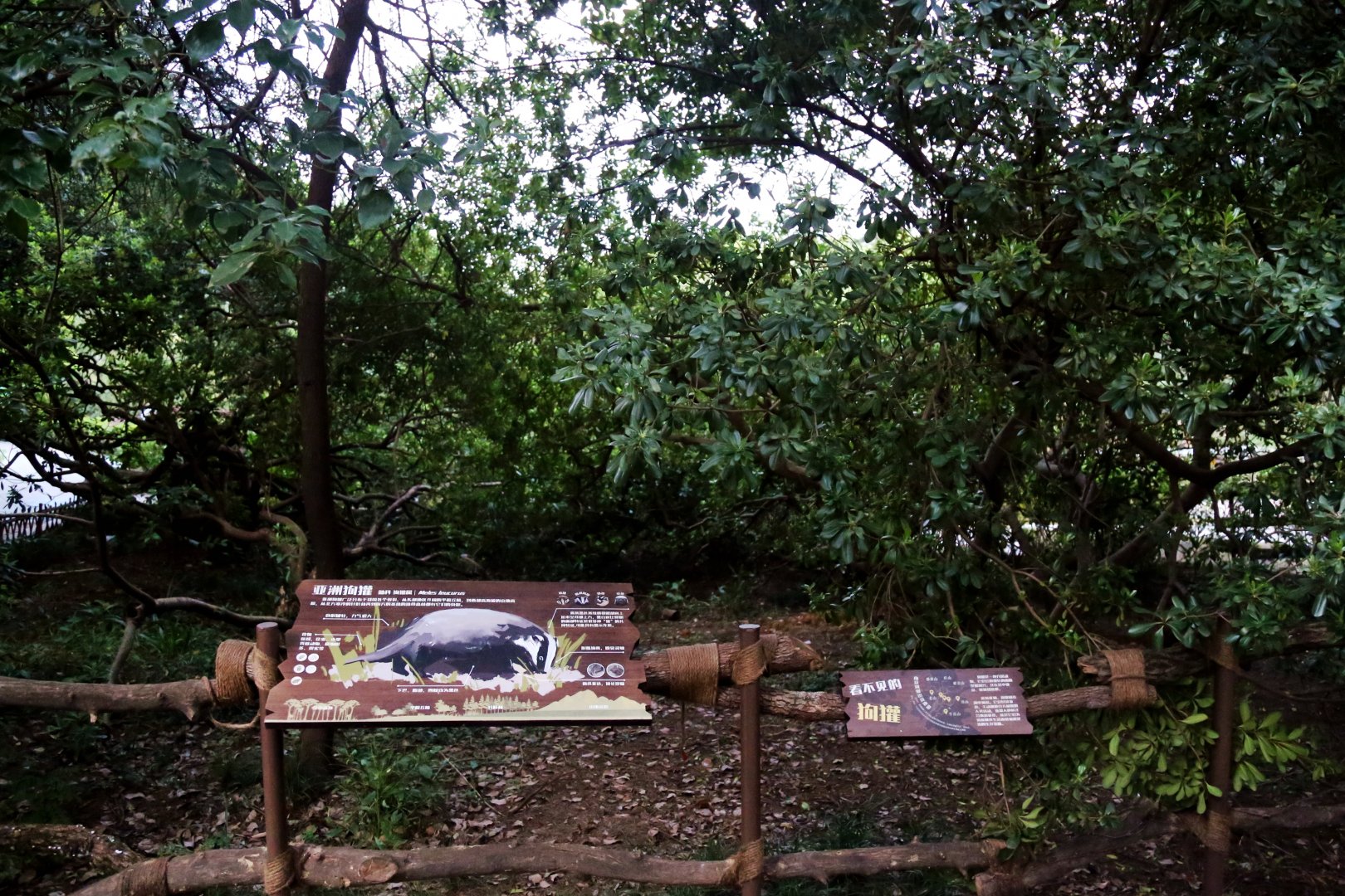 "Badger’s Secret Garden"