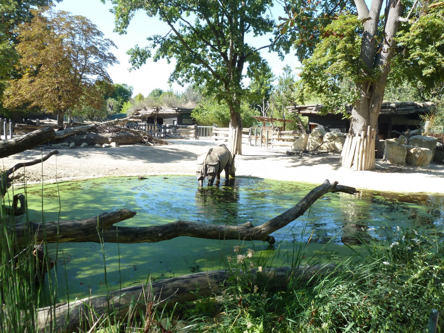 Bading Indian rhino (Rhinoceros unicornis)