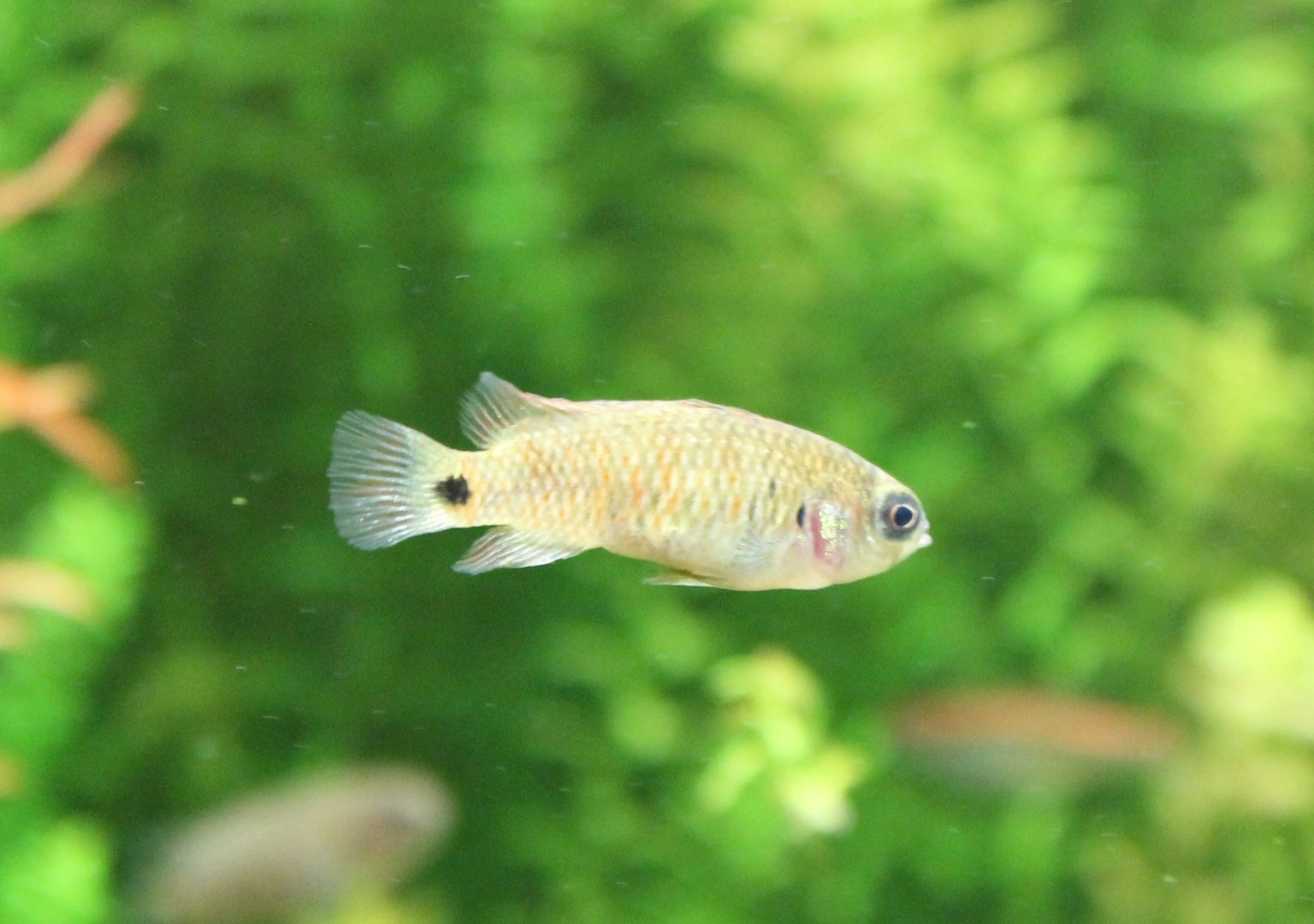 Badis badis burmanicus