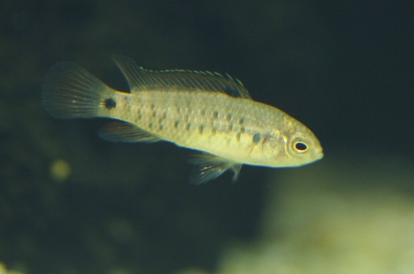 Badis badis juvenile