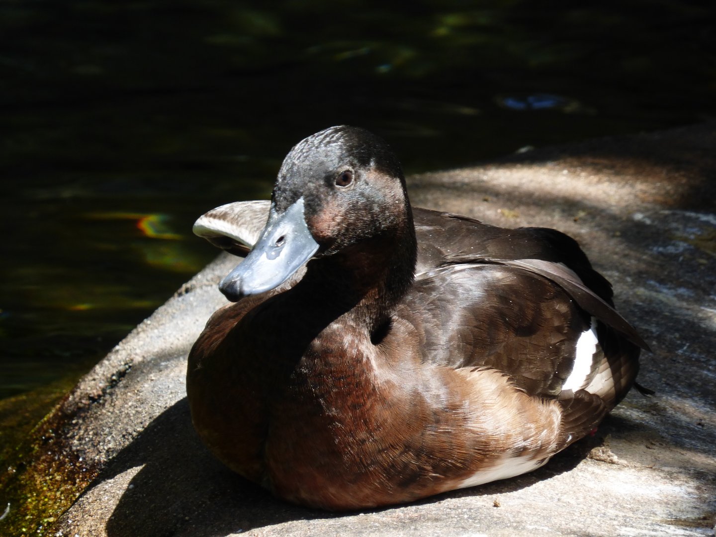 Baerds pochard