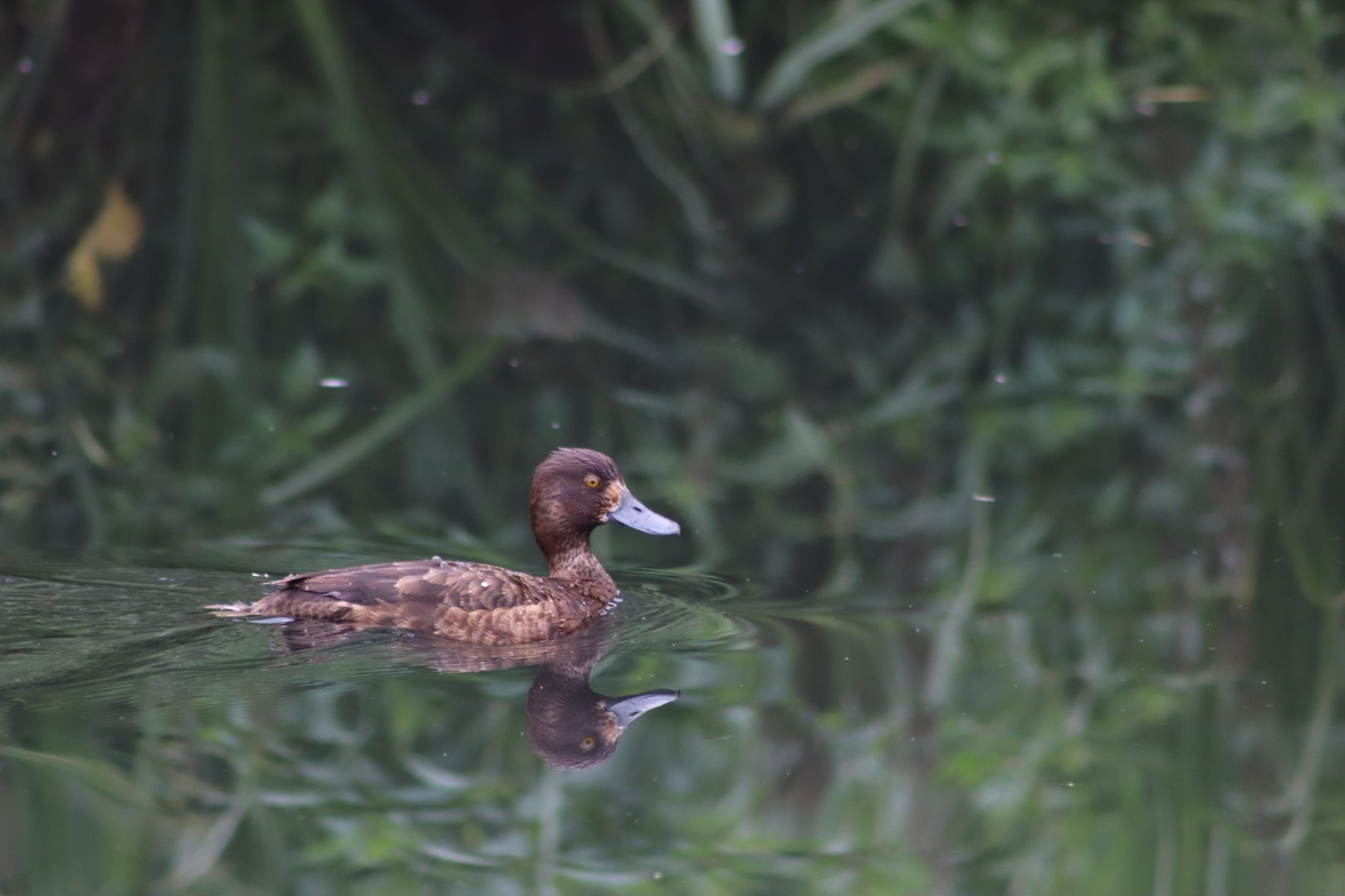 Baer's Pochard - 1 August 2020