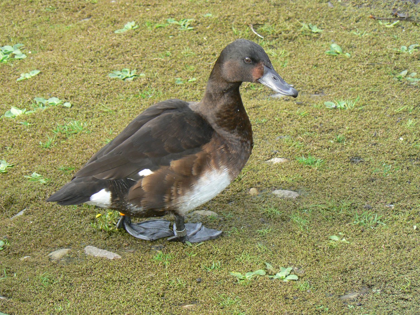 Baer's Pochard - 14 October 2017