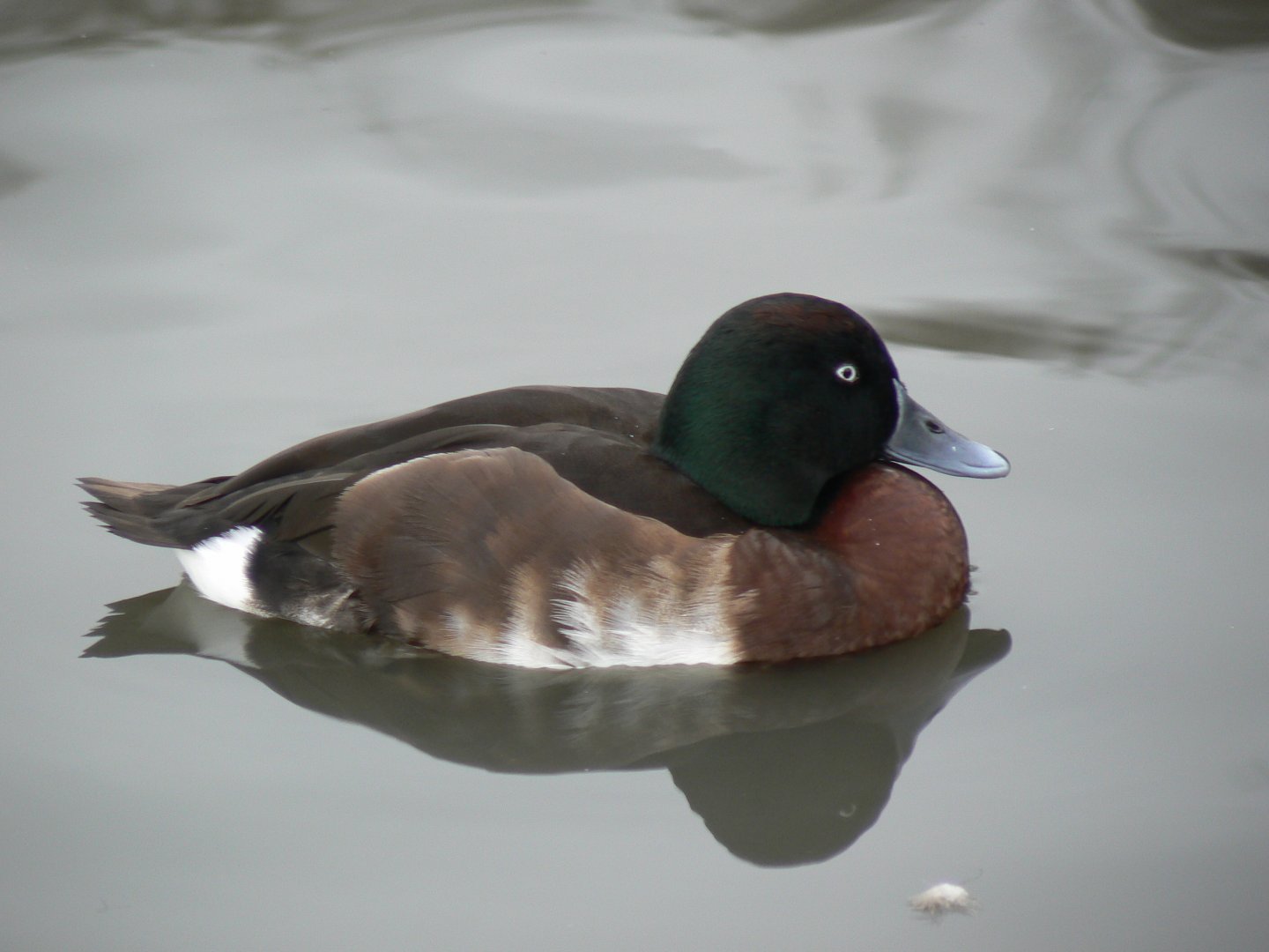 Baer's Pochard - 21 February 2017