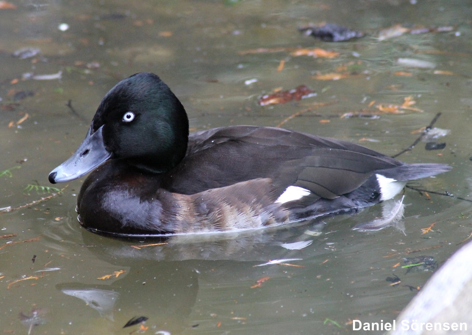 Baer's pochard (23/3-19)