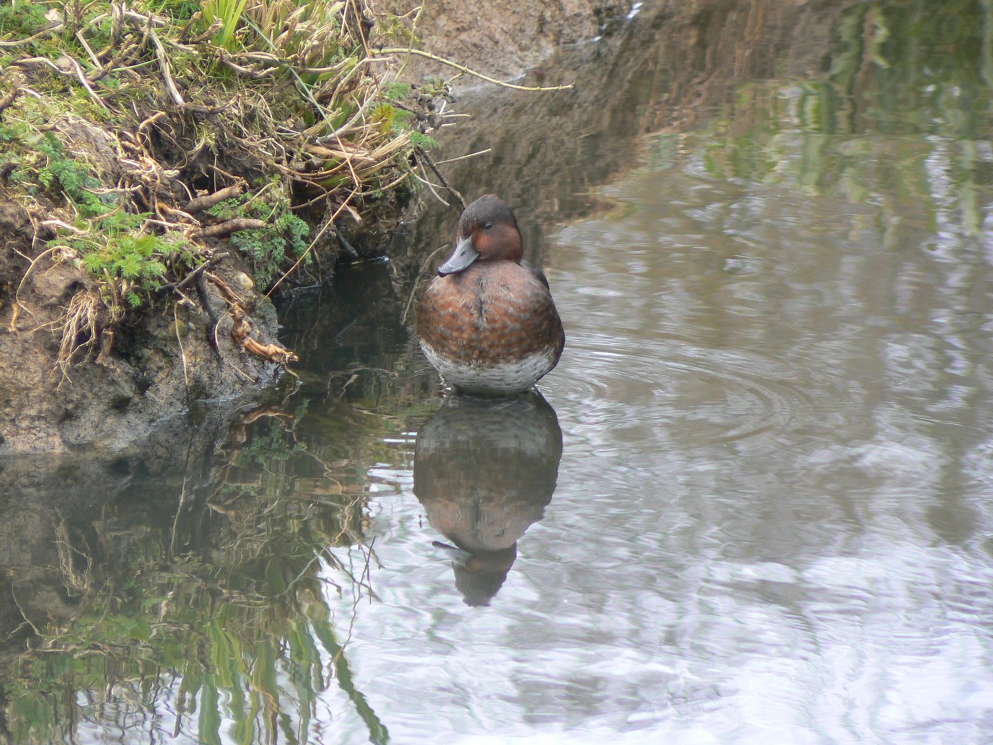 Baer's Pochard - 28 March 2018