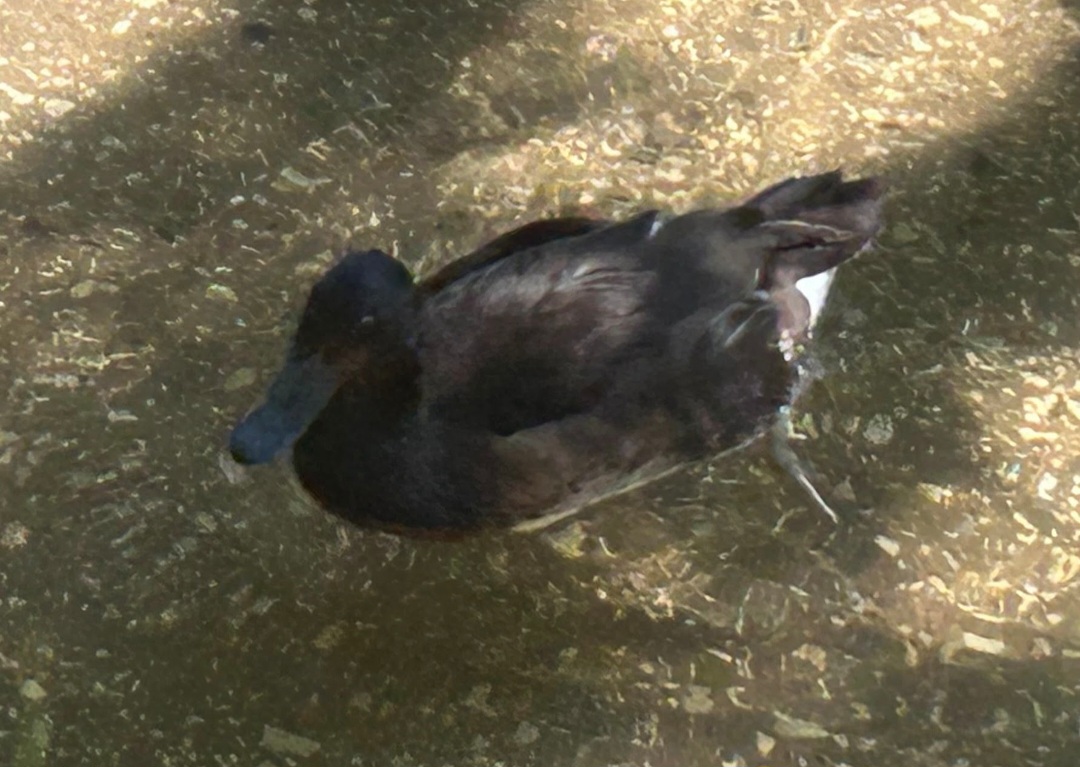 Baer's Pochard (7/12/25)
