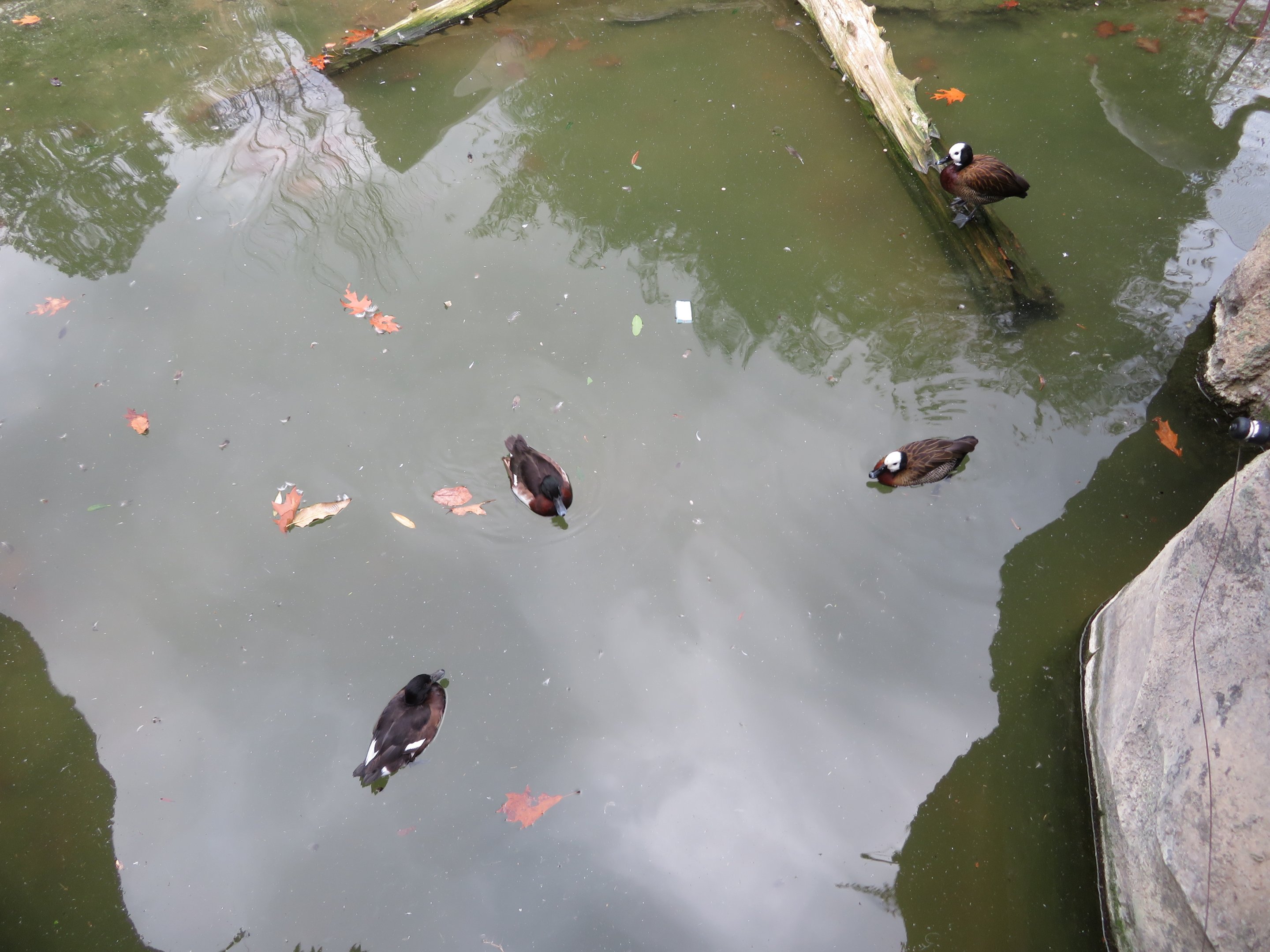 Baer's Pochard and White-faced Whistling Duck