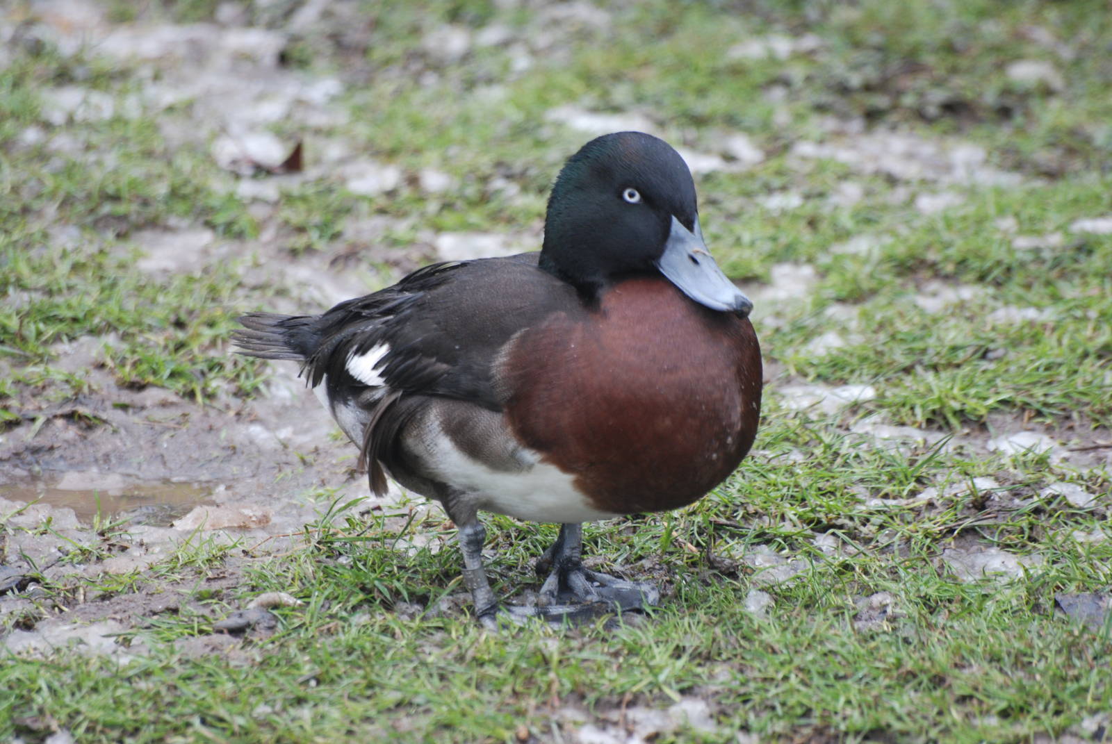 Baer's Pochard at Slimbridge, 06/02/12