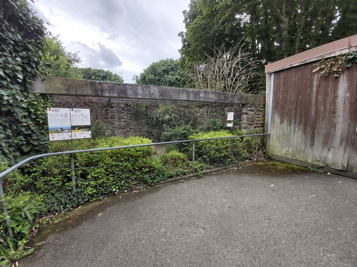 Baer’s pochard aviary