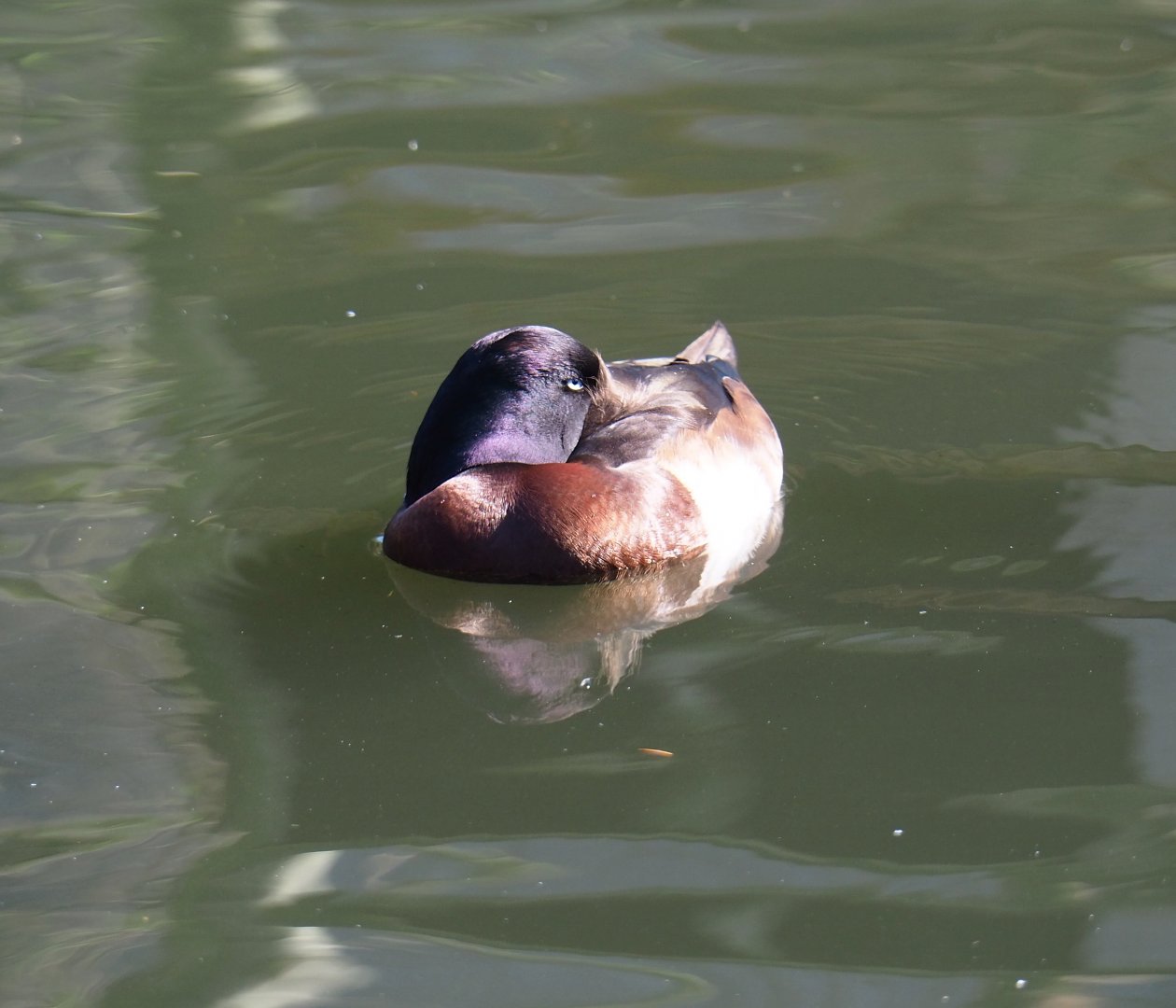 Baer's pochard (Aythya baeri), 2019-03-30