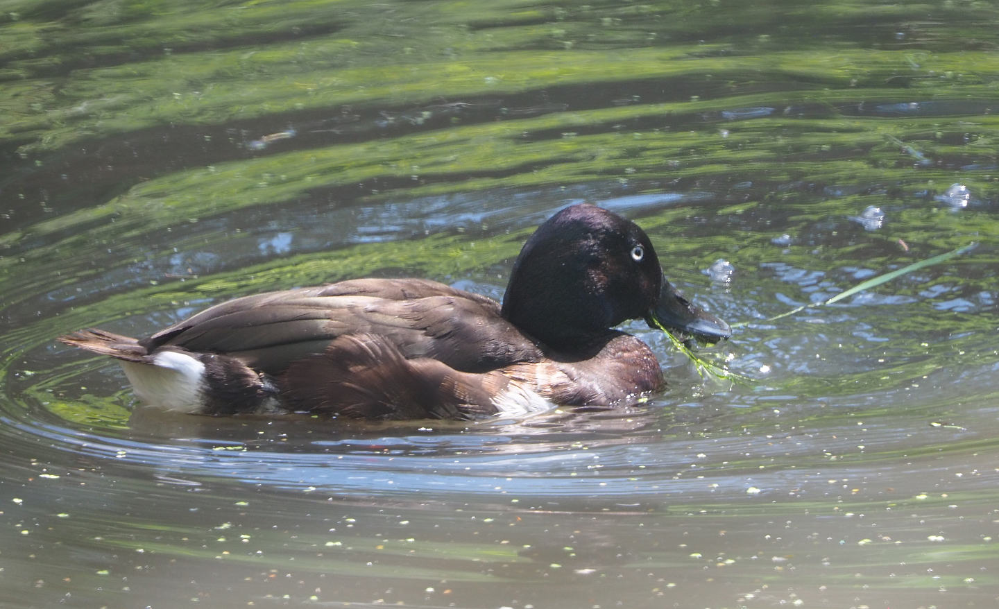 Baer’s pochard (Aythya baeri), 2020-06-20