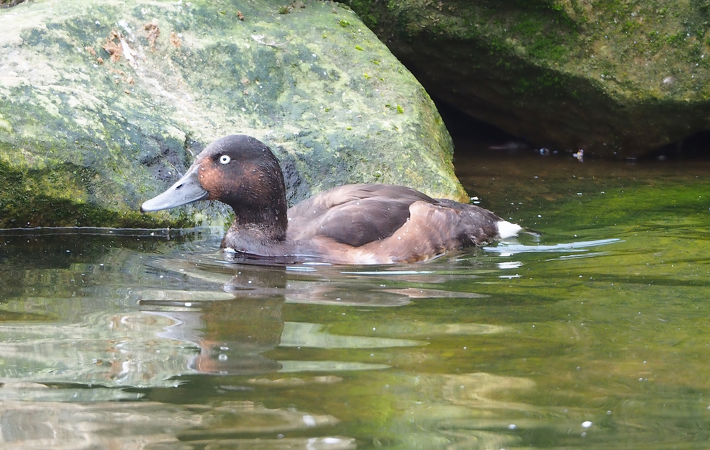 Baer’s pochard (Aythya baeri), 2022-08-20