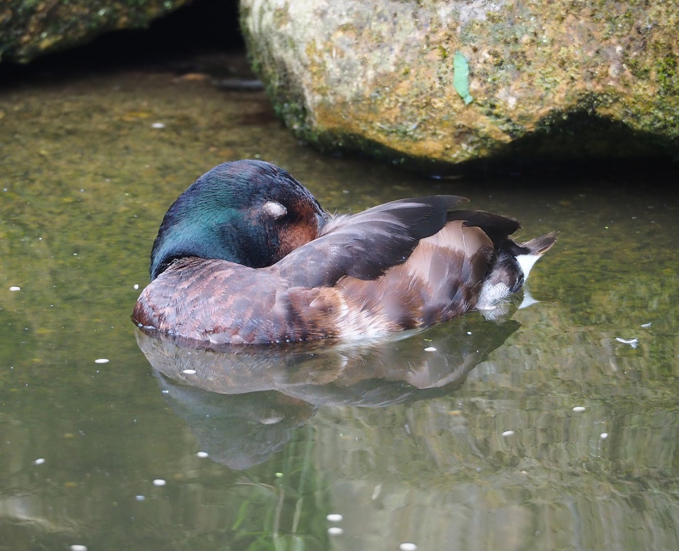 Baer’s pochard (Aythya baeri), 2023-07-18
