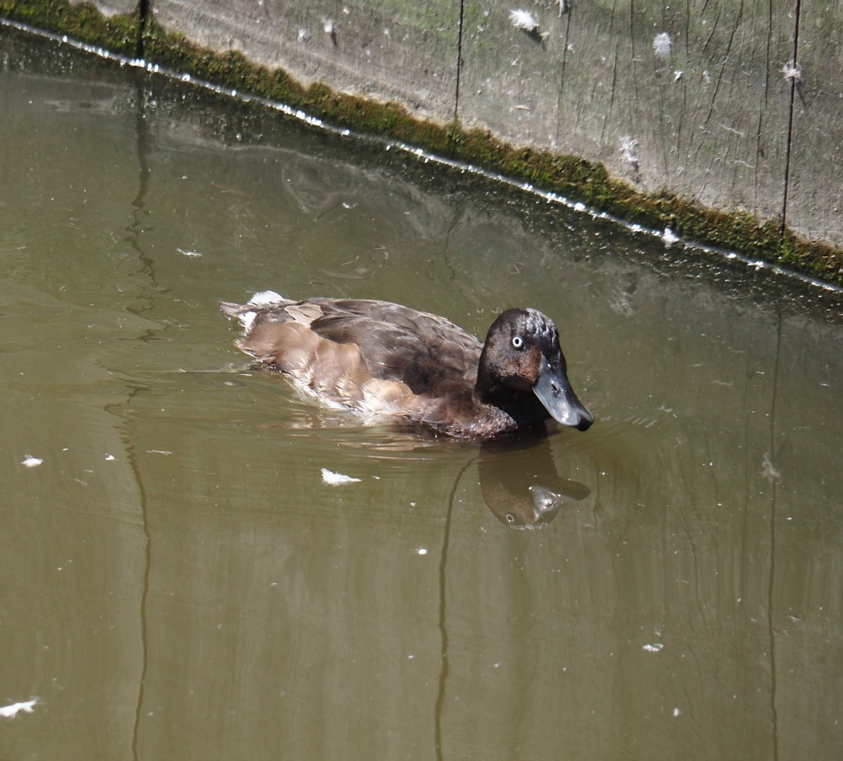 Baer’s pochard (Aythya baeri), 2024-06-30