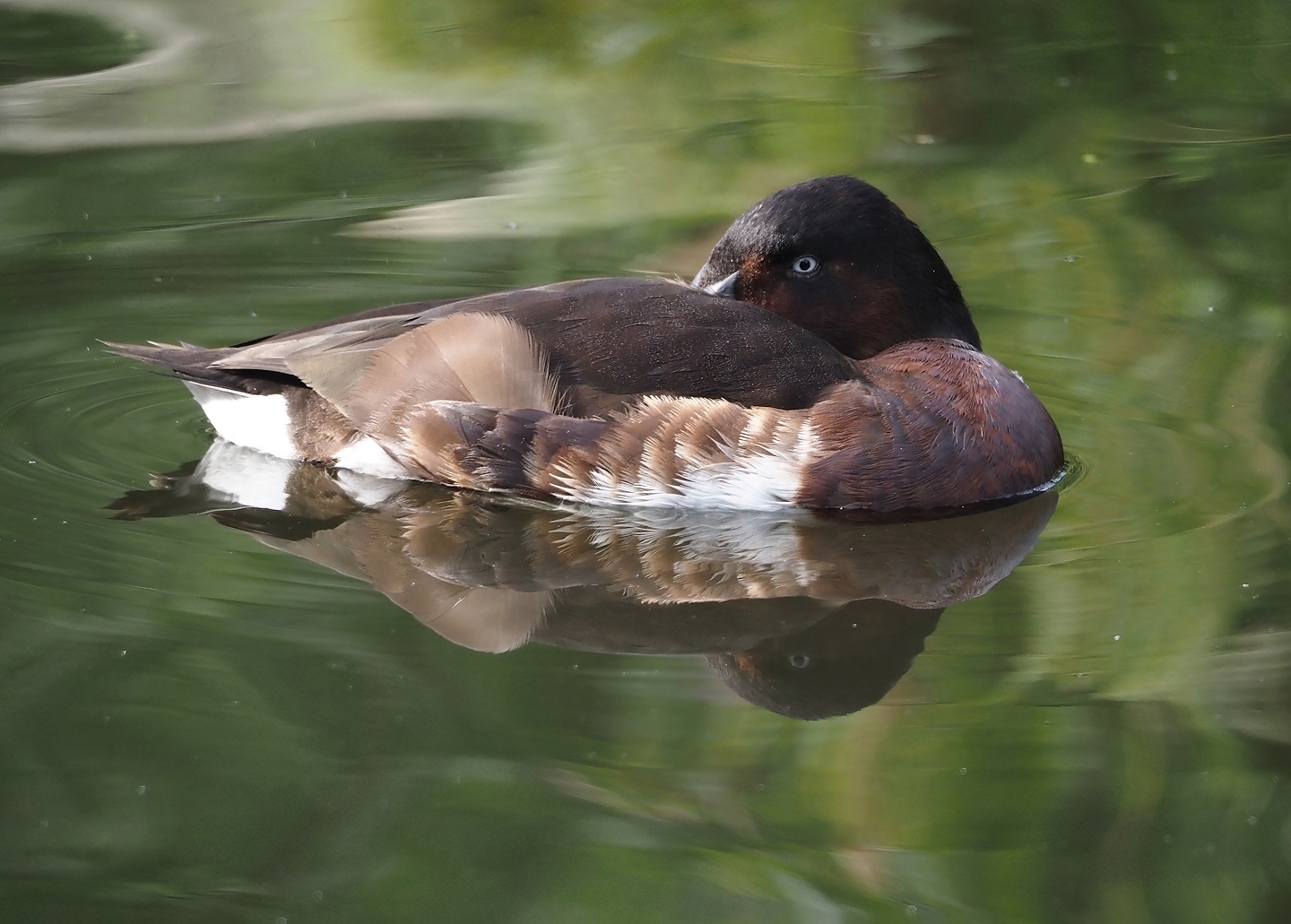 Baer’s pochard (Aythya baeri), 2024-08-21