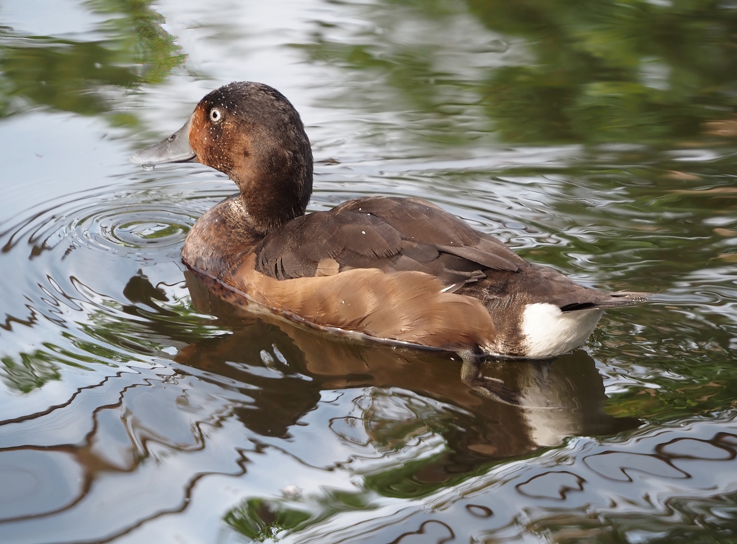 Baer’s pochard (Aythya baeri), 2024-08-21