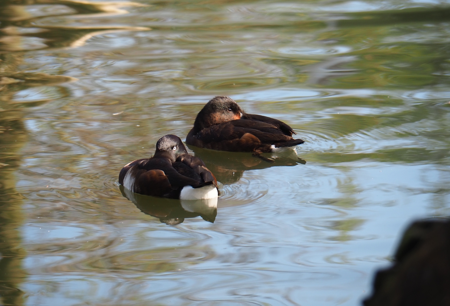 Baer's pochard (Aythya baeri) and Ferruginous pochard (Aythya nyroca), 2019-03-30
