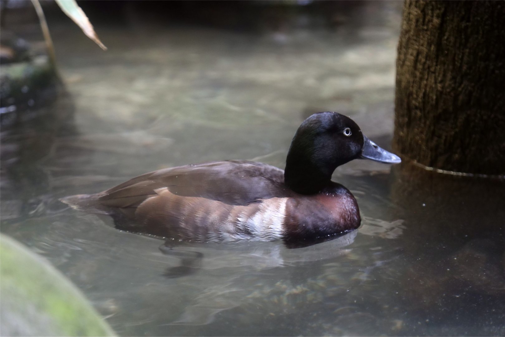 Baer's Pochard (Aythya baeri)