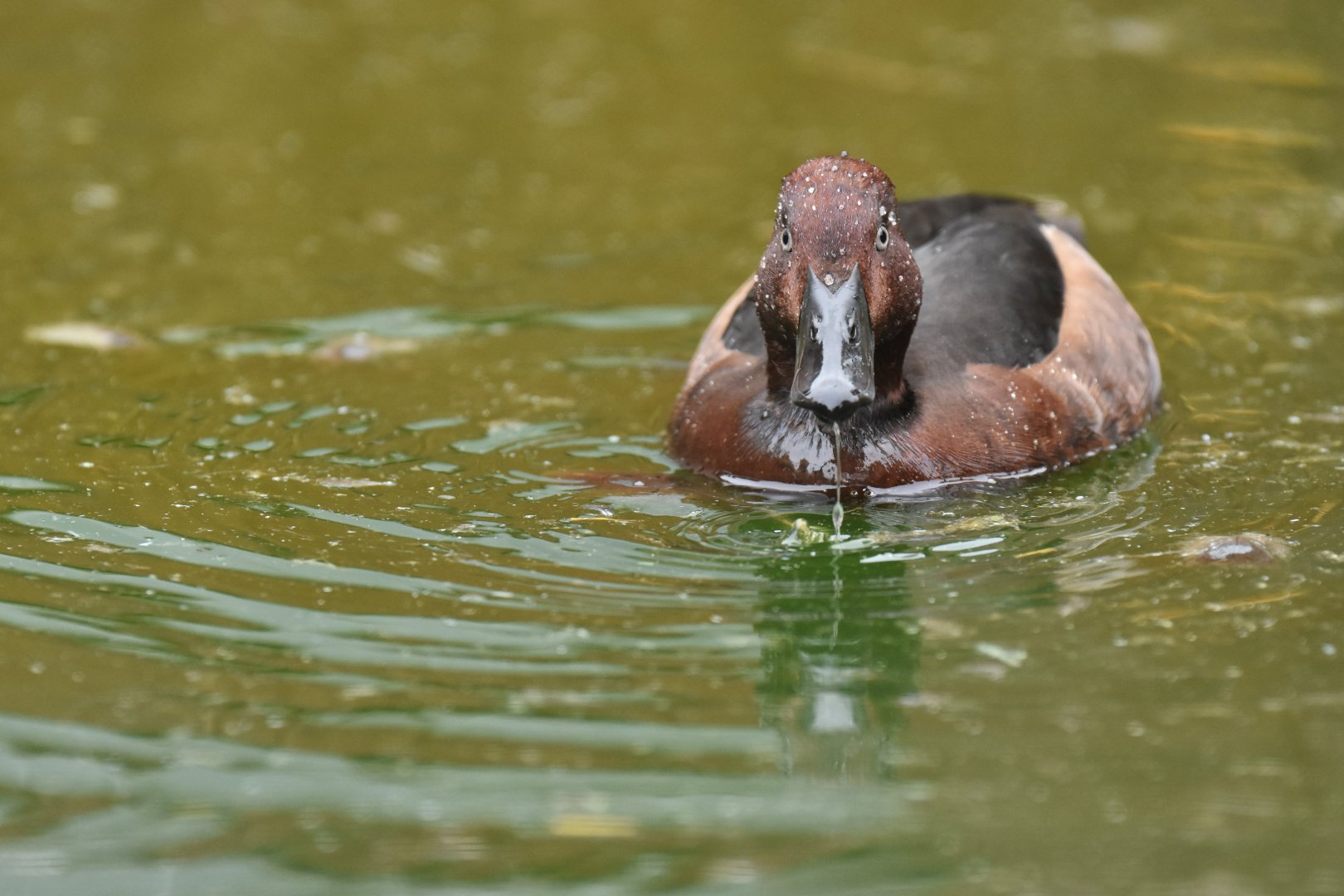 Baer's Pochard Aythya baeri