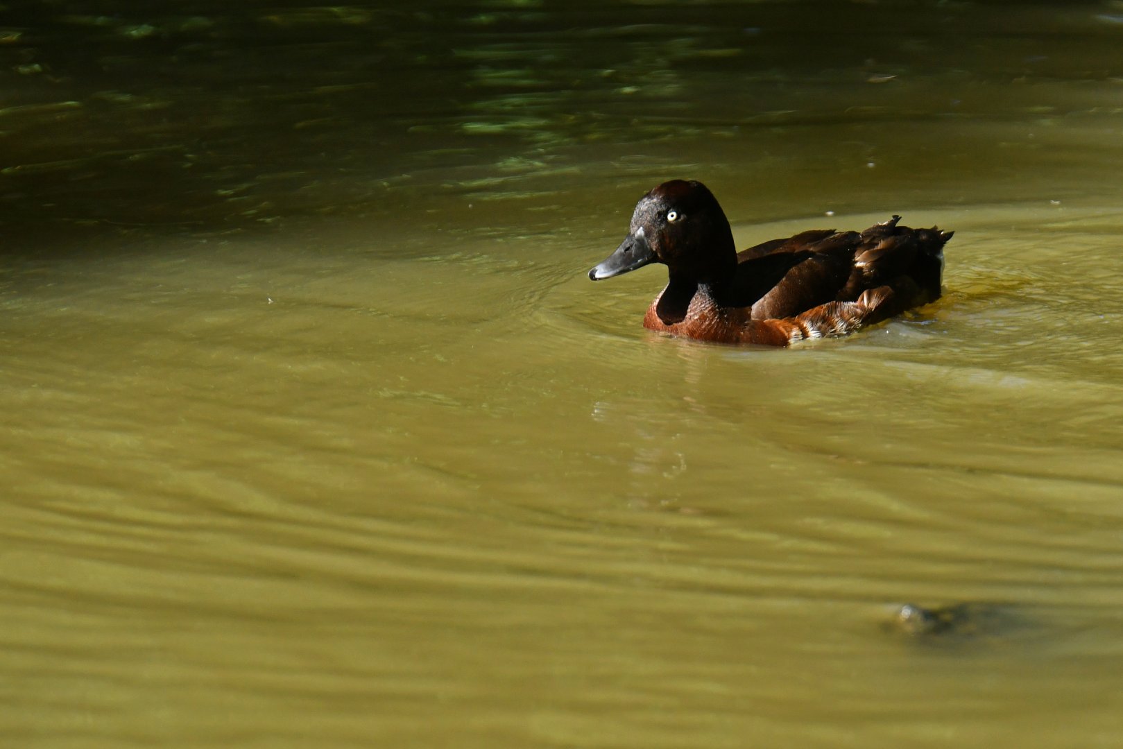Baer's pochard (Aythya baeri) ?