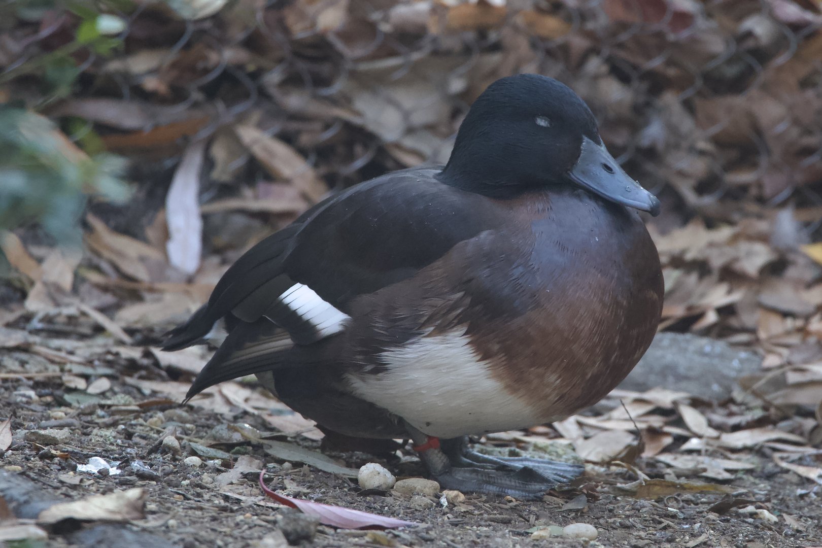 Baer’s Pochard/ Aythya baeri