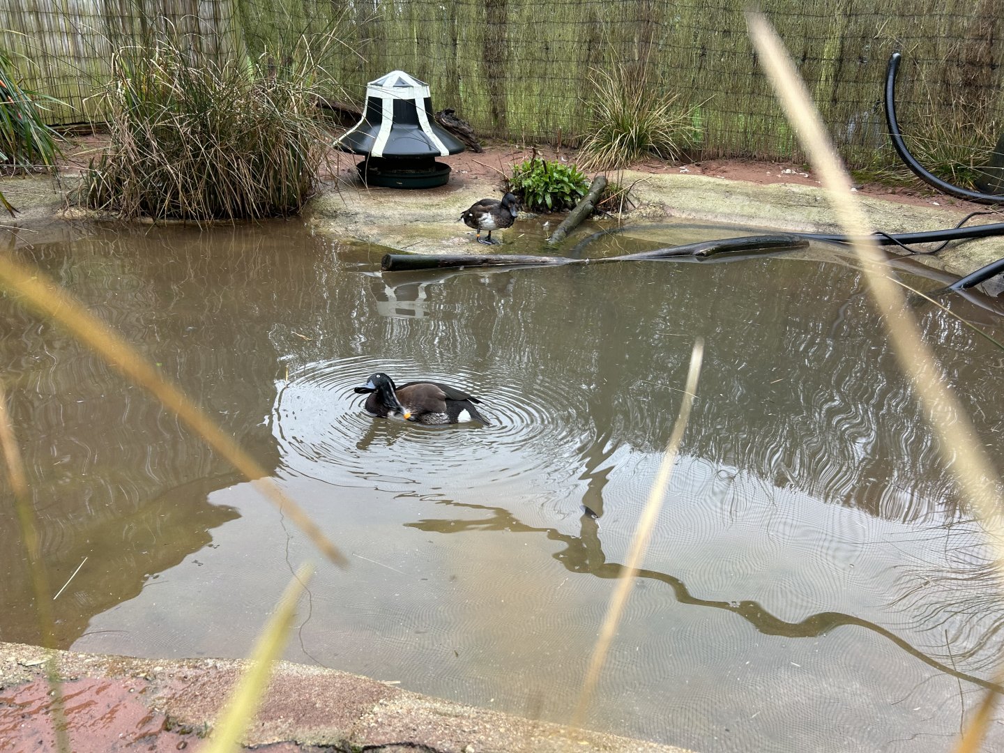 Baer's Pochard (Aythya baeri)
