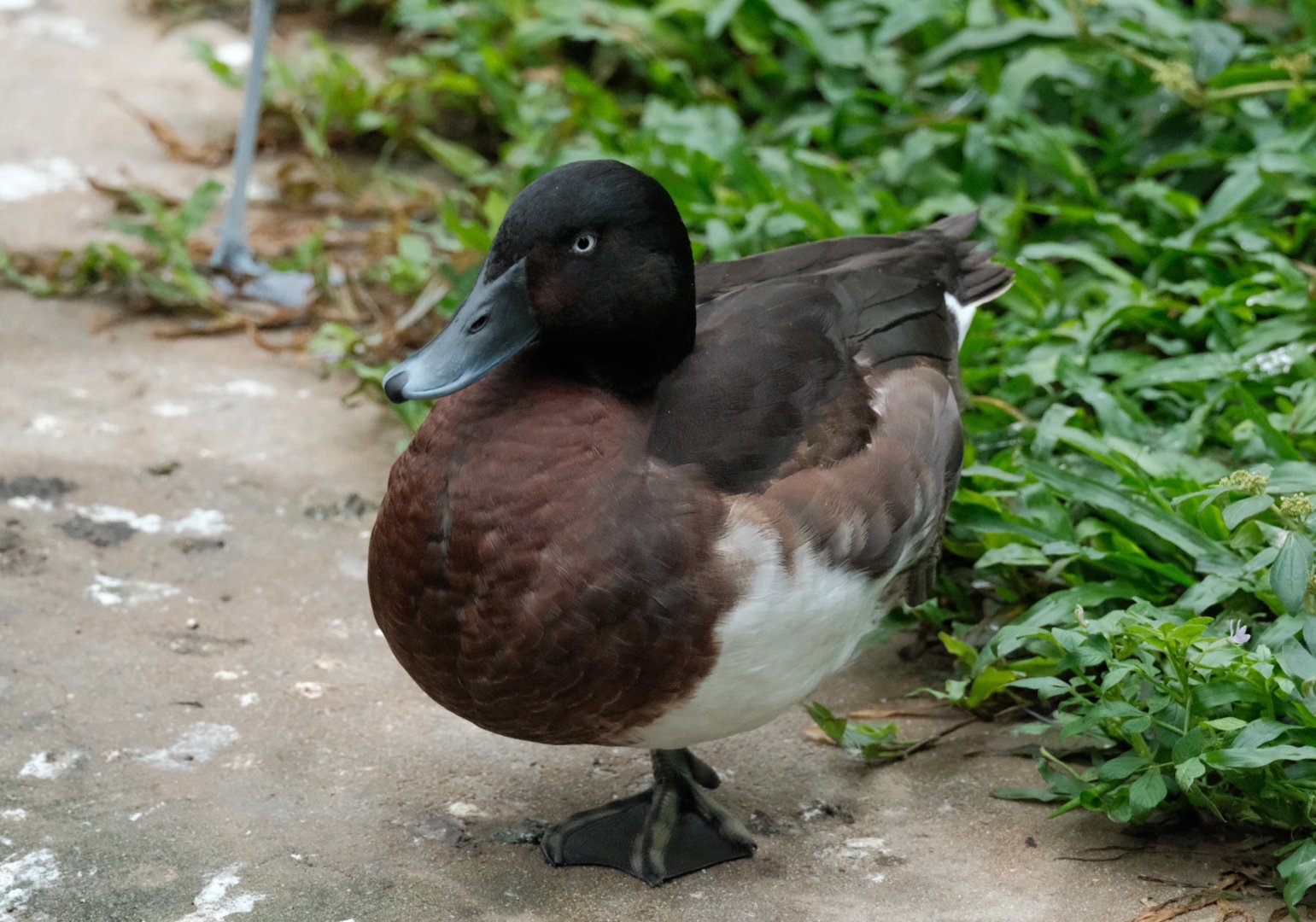 Baer’s Pochard (Aythya baeri)