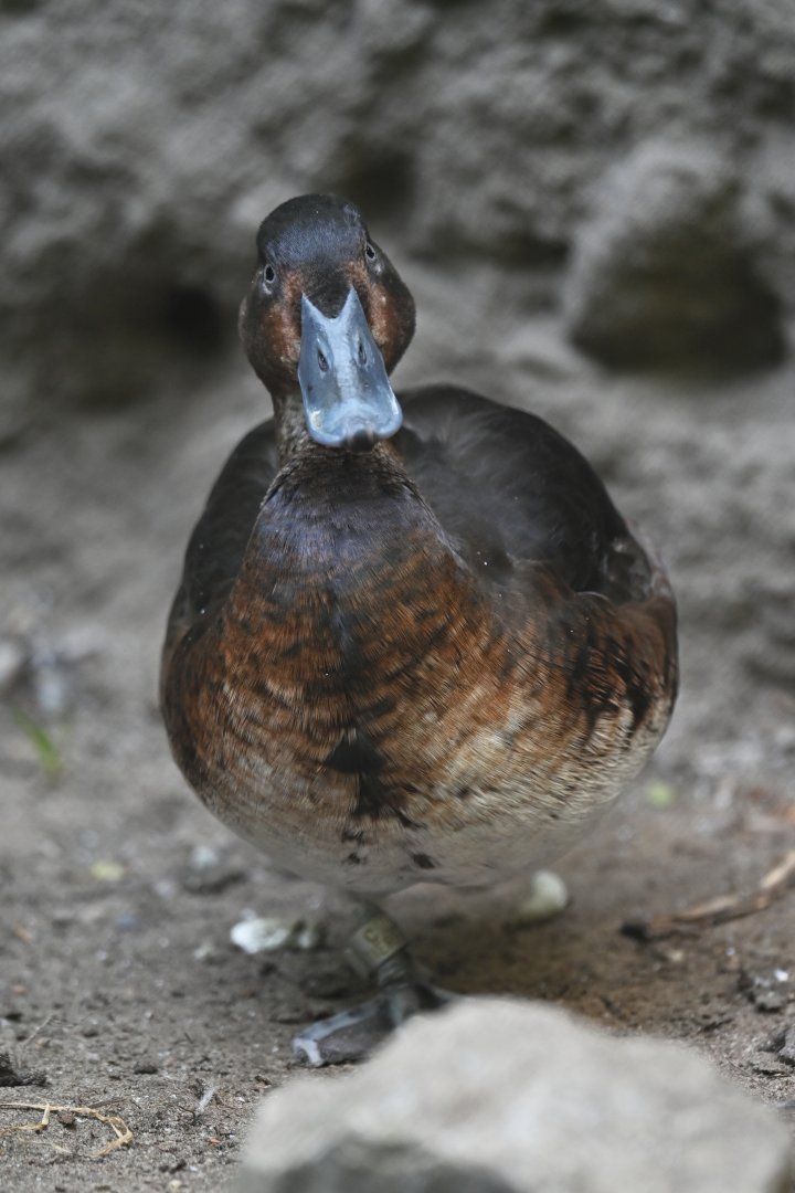 Baer's Pochard Aythya baeri