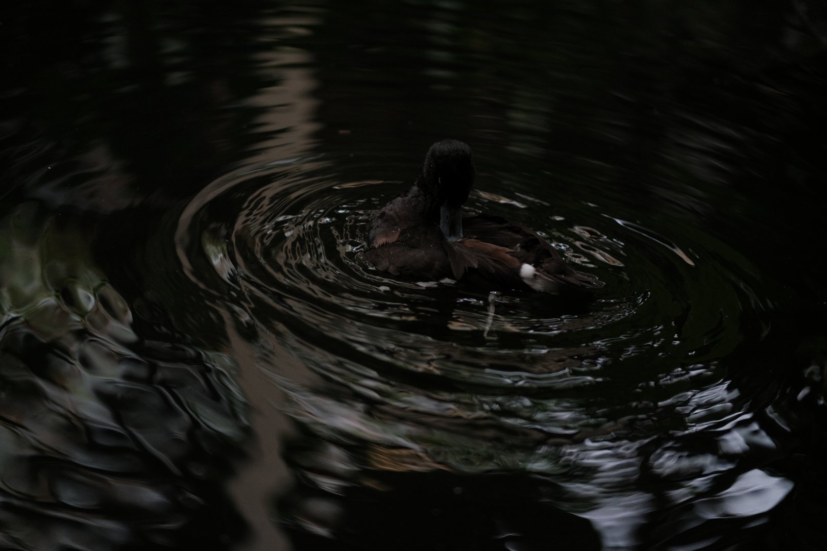Baer’s Pochard (Aythya baeri)
