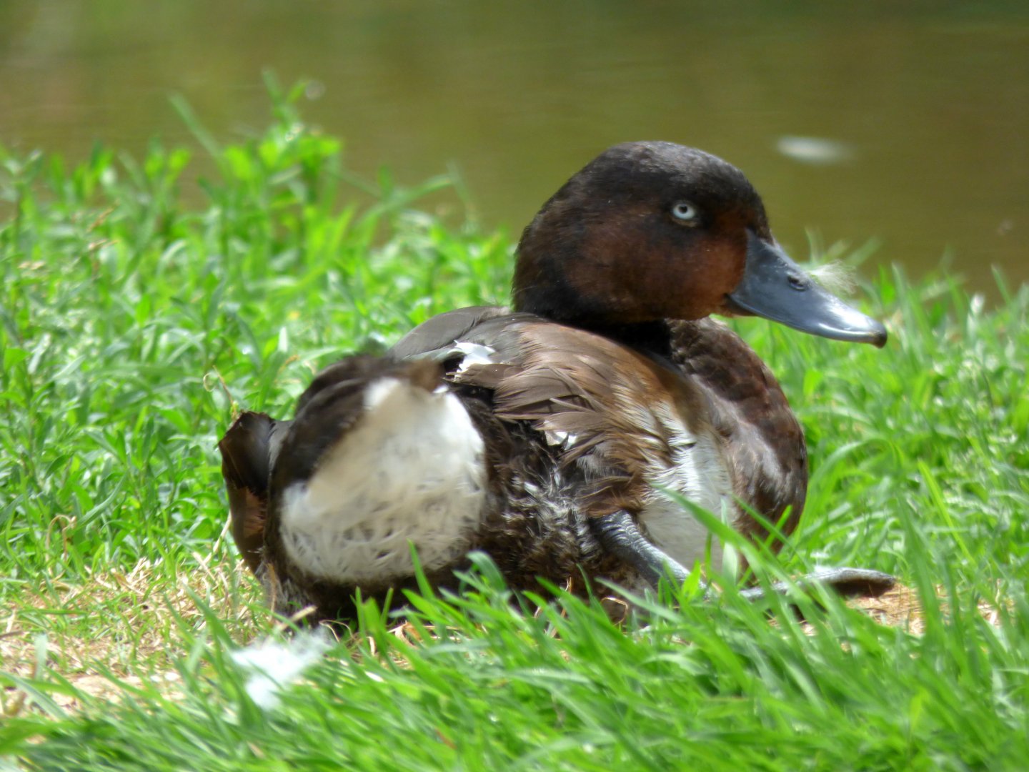 Baer's pochard (Aythya baeri)