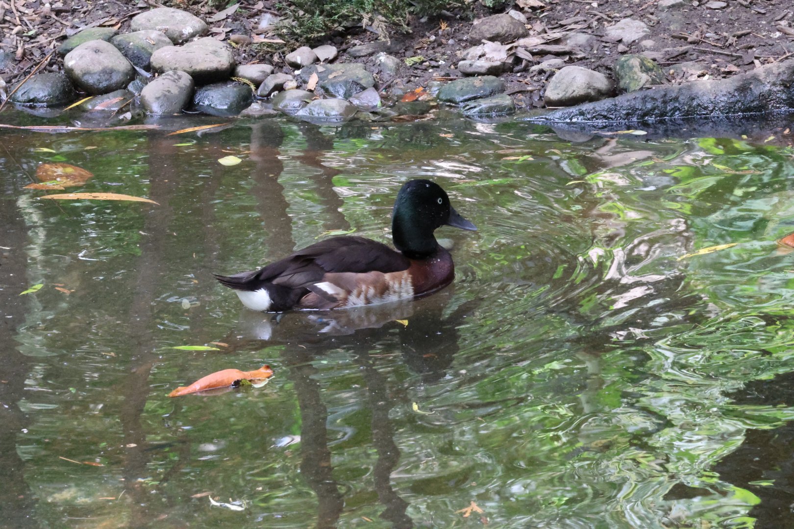 Baer's pochard (Aythya baeri)