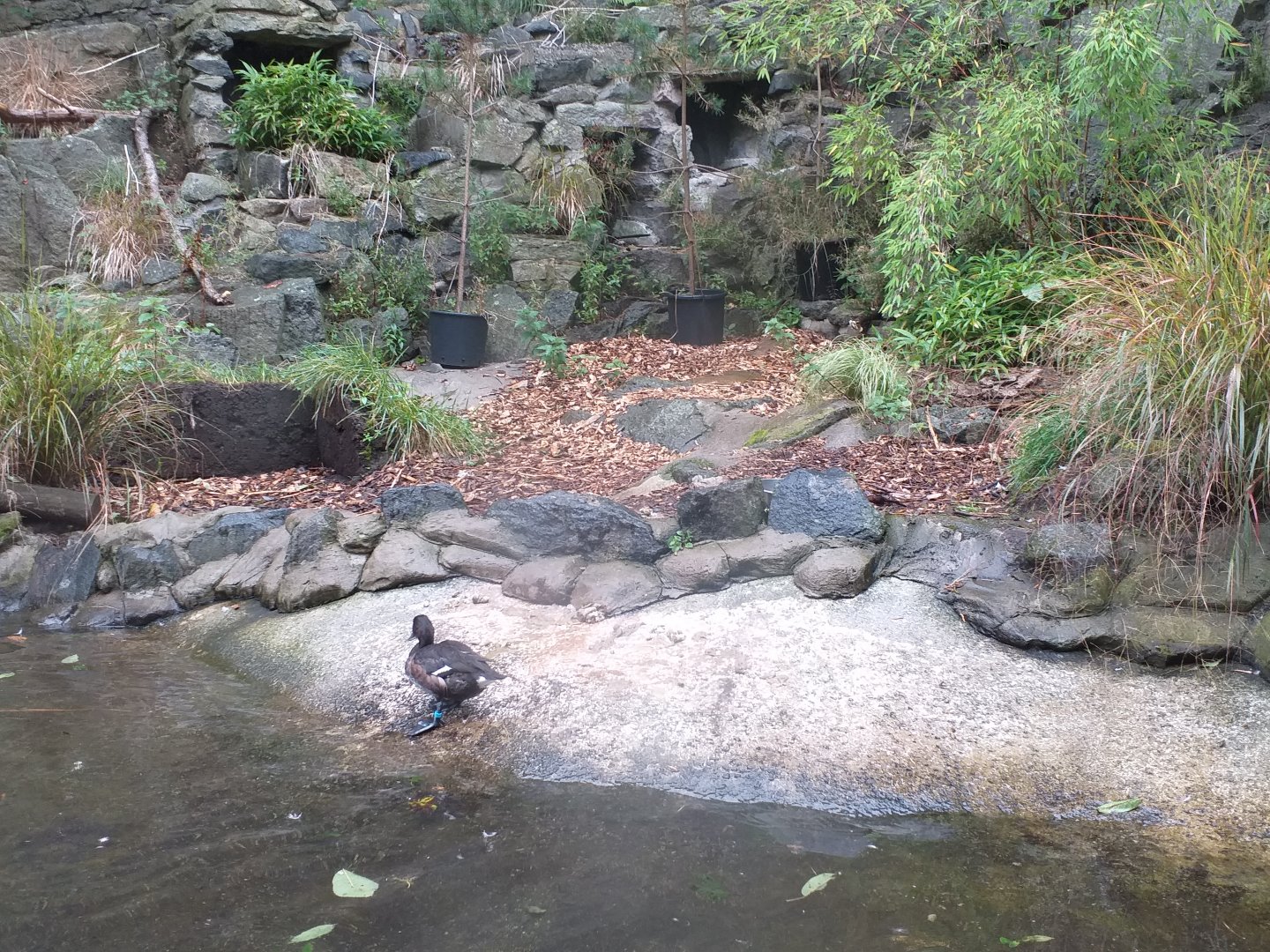 Baer's pochard enclosure