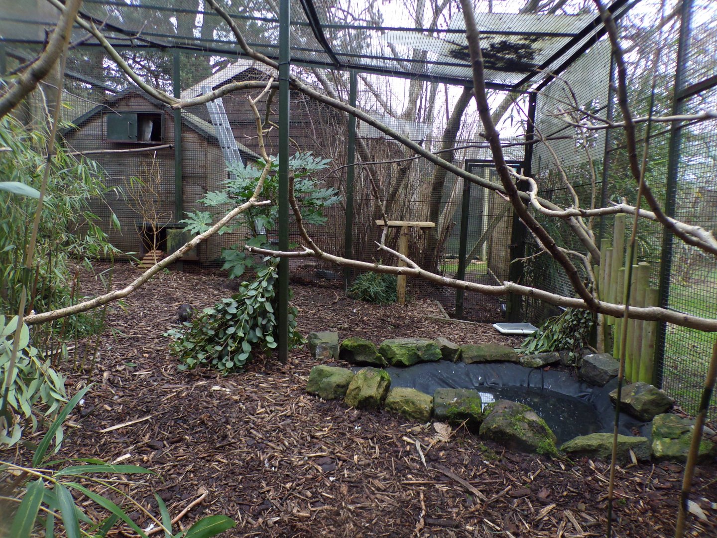 Baer’s pochard, Socorro Dove and White-naped pheasant pigeon aviary 1.3.25