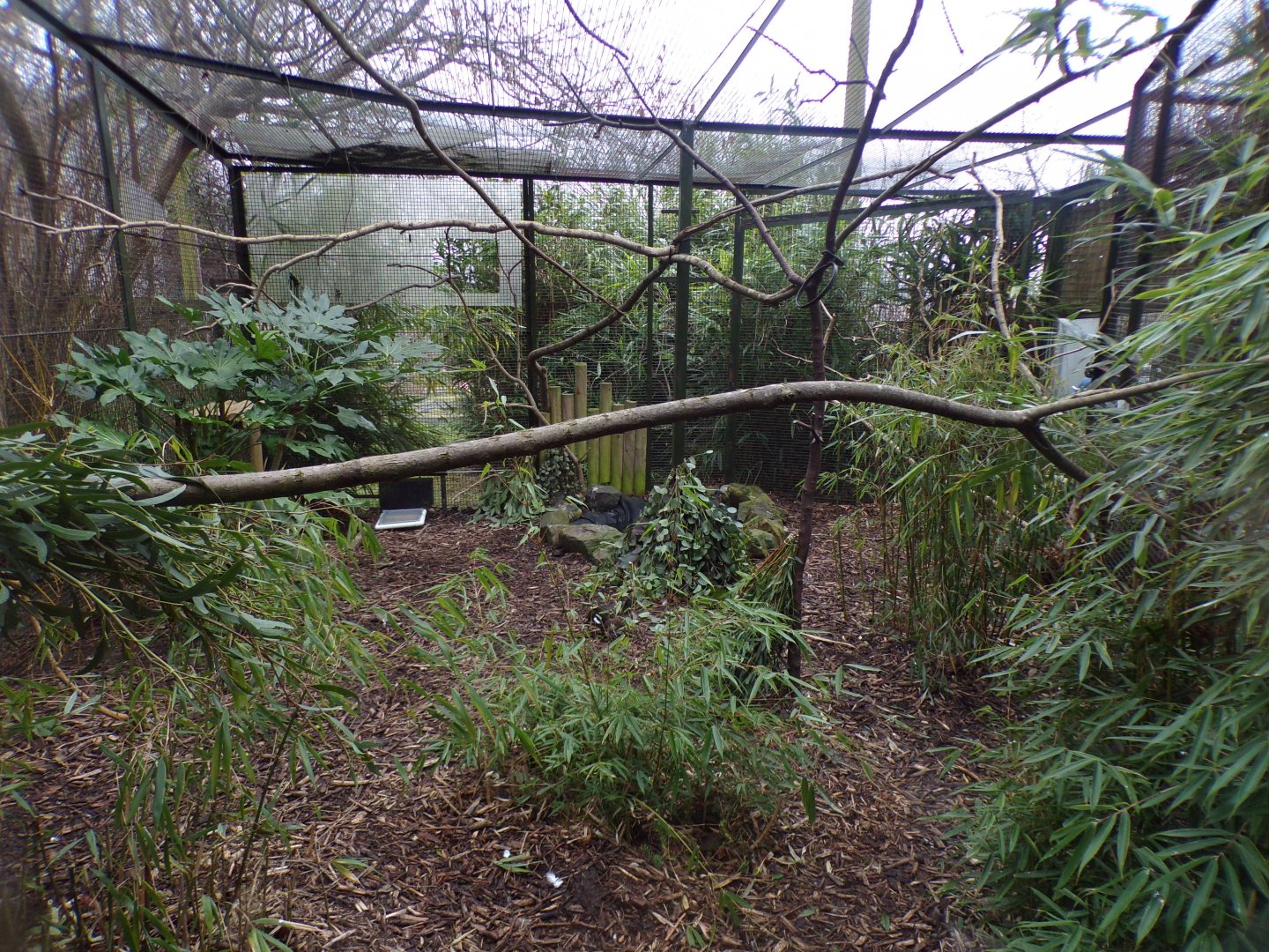 Baer’s pochard, Socorro Dove and White-naped pheasant pigeon aviary 1.3.25