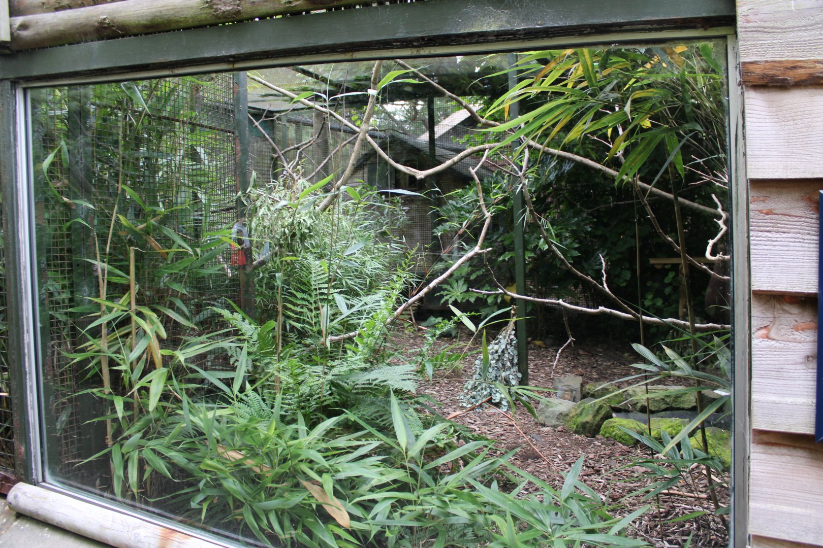Baer's Pochard & Socorro Dove Aviary - 26/07/25