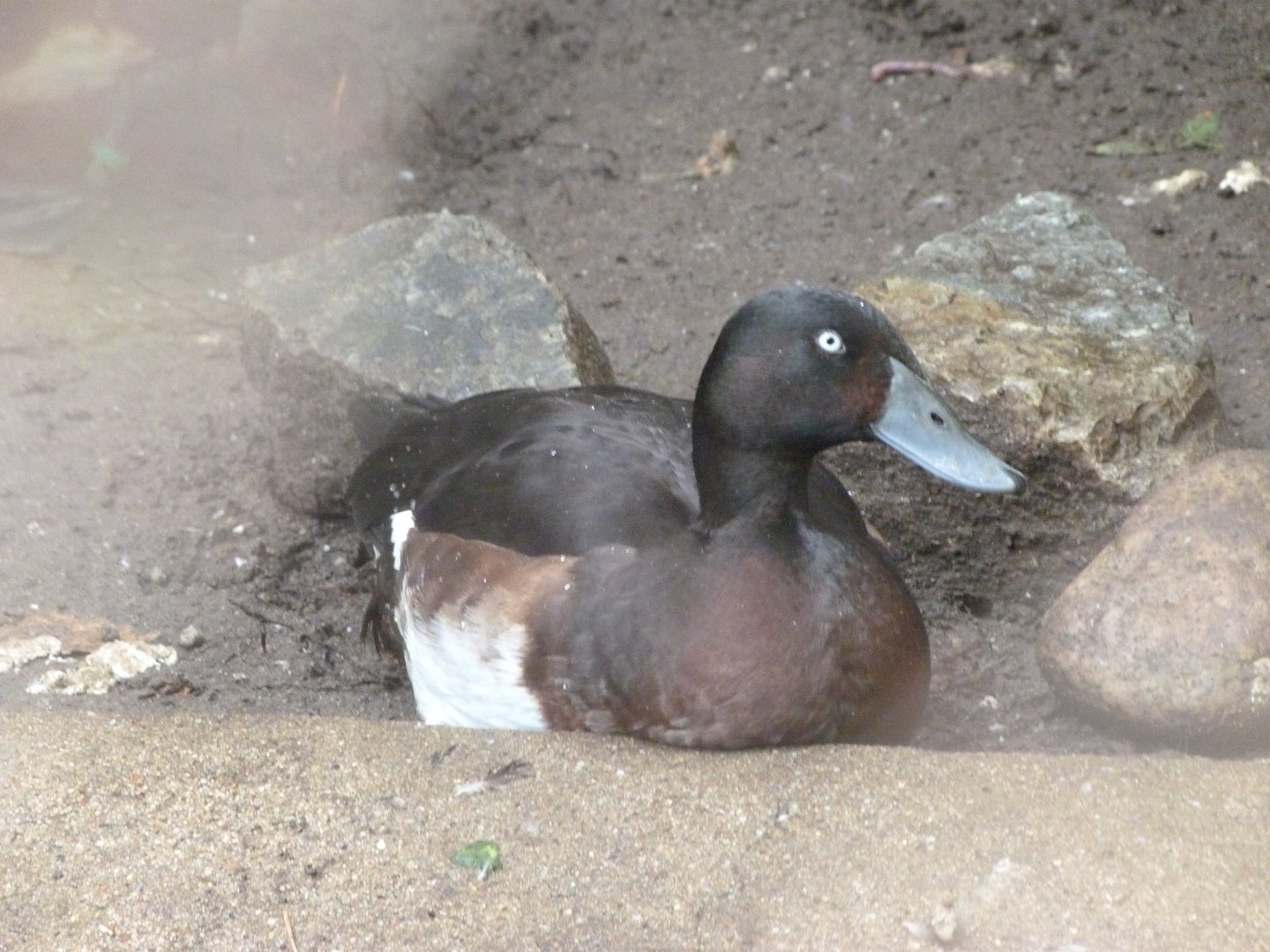 Baer's pochard -Tierpark Berlin (2024)